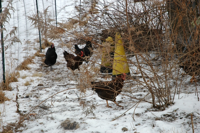 Инкубаторы "Поседа", "Блиц" (ч.1) - Страница 14 Hens-winter